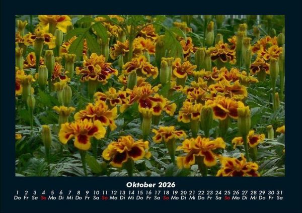 Produktbild: Blumentr&auml;ume 2026 Fotokalender DIN A4