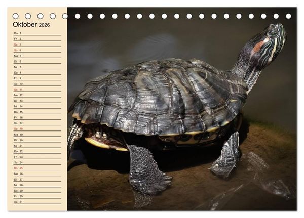 Produktbild: Reptilien. Schlangen, Echsen und Co. (Tischkalender 2026 DIN A5 quer), CALVENDO Monatskalender
