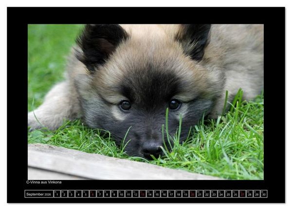 Produktbild: Islandhund - Welpen / CH-Version (hochwertiger Premium Wandkalender 2026 DIN A2 quer), Kunstdruck in Hochglanz