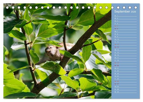 Produktbild: Gefiederte Gartenfreunde (Tischkalender 2026 DIN A5 quer), CALVENDO Monatskalender