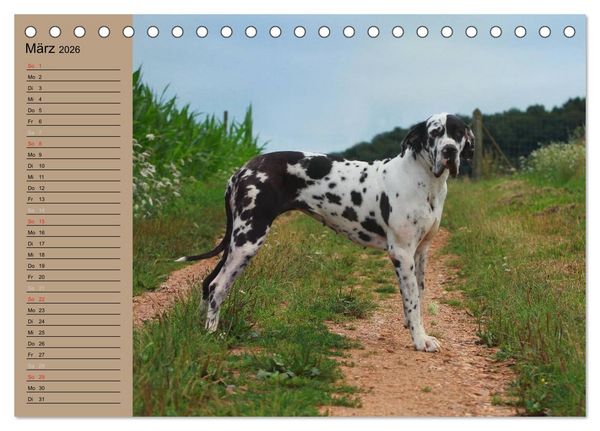 Produktbild: Deutsche Doggen - Sanfte Riesen (Tischkalender 2026 DIN A5 quer), CALVENDO Monatskalender