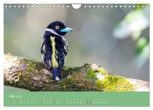 Produktbild: Zwischen Nebel und Baumriesen - V&ouml;gel Borneos (Wandkalender 2026 DIN A4 quer), CALVENDO Monatskalender