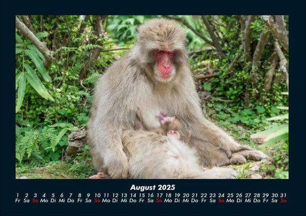 Produktbild: Welt der Affen 2025 Fotokalender DIN A4