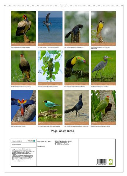Produktbild: V&ouml;gel Costa Ricas (Wandkalender 2026 DIN A2 hoch), CALVENDO Monatskalender