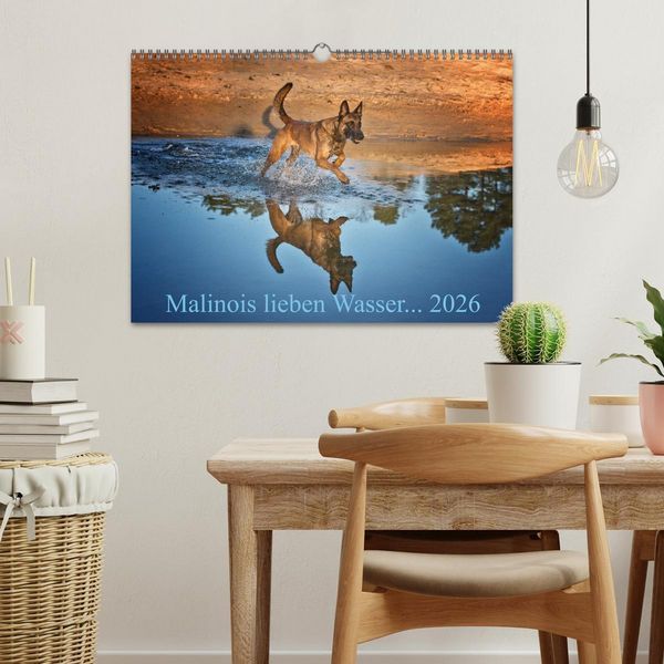 Produktbild: Malinois lieben Wasser (Wandkalender 2026 DIN A3 quer), CALVENDO Monatskalender