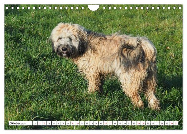 Produktbild: Tibet-Terrier - Eine Hunderasse mit Charakter (Wandkalender 2027 DIN A4 quer), CALVENDO Monatskalender