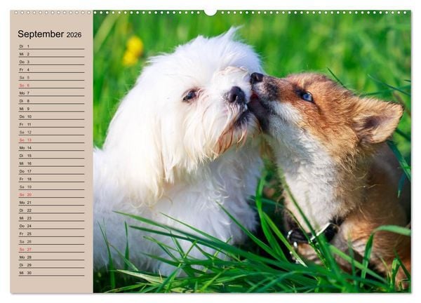 Produktbild: Der Fuchs. Bezaubernder Geselle (hochwertiger Premium Wandkalender 2026 DIN A2 quer), Kunstdruck in Hochglanz
