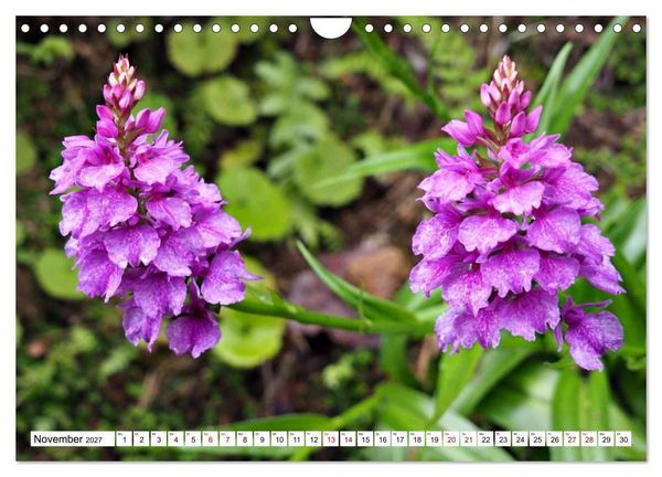 Produktbild: Bl&uuml;tenzauber auf Madeira. Wildblumen und Ziergew&auml;chse (Wandkalender 2027 DIN A4 quer), CALVENDO Monatskalender