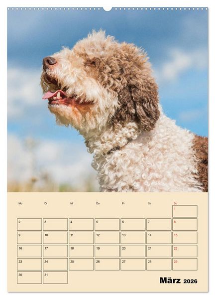 Produktbild: Jahresplaner Lagotto Romagnolo (Wandkalender 2026 DIN A2 hoch), CALVENDO Monatskalender