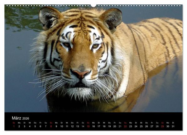 Produktbild: Welt der Tiere (Wandkalender 2026 DIN A2 quer), CALVENDO Monatskalender