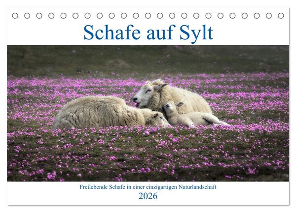 Produktbild: Schafe auf Sylt (Tischkalender 2026 DIN A5 quer), CALVENDO Monatskalender