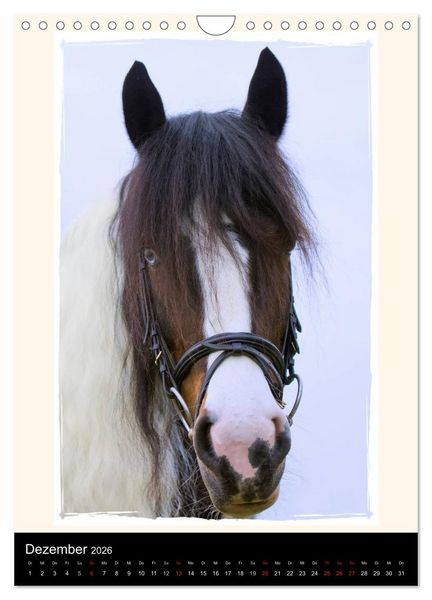 Produktbild: Gypsy's (Wandkalender 2026 DIN A4 hoch), CALVENDO Monatskalender