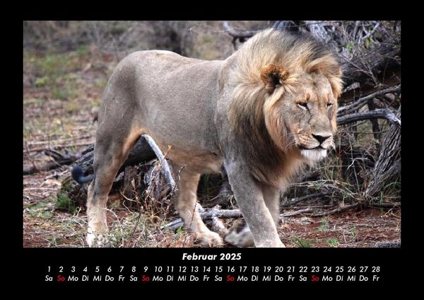 Produktbild: L&ouml;wen in der Wildnis 2025 Fotokalender DIN A3