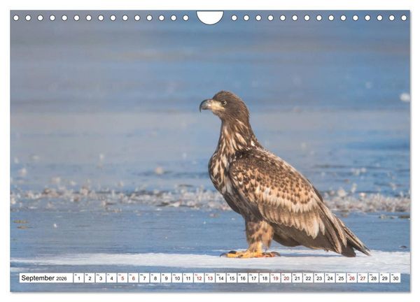 Produktbild: Sch&ouml;nheiten im Federkleid - Heimische Wildv&ouml;gel im Portrait (Wandkalender 2026 DIN A4 quer), CALVENDO Monatskalender