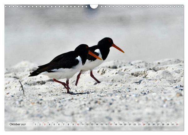 Produktbild: Sch&ouml;ne Insel Helgoland (Wandkalender 2027 DIN A3 quer), CALVENDO Monatskalender