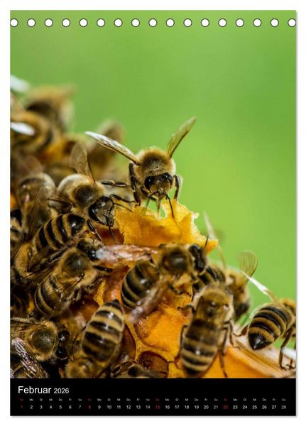 Produktbild: Bienenkalender (Tischkalender 2026 DIN A5 hoch), CALVENDO Monatskalender