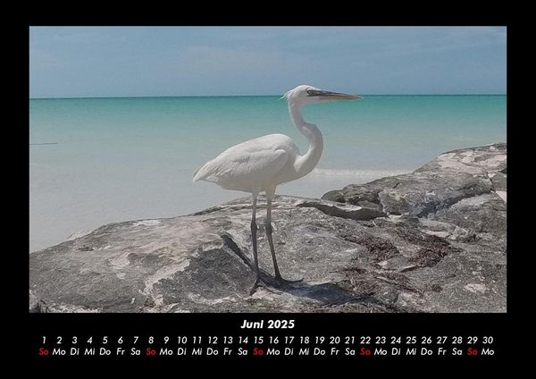 Produktbild: Vogelparadies 2025 Fotokalender DIN A3