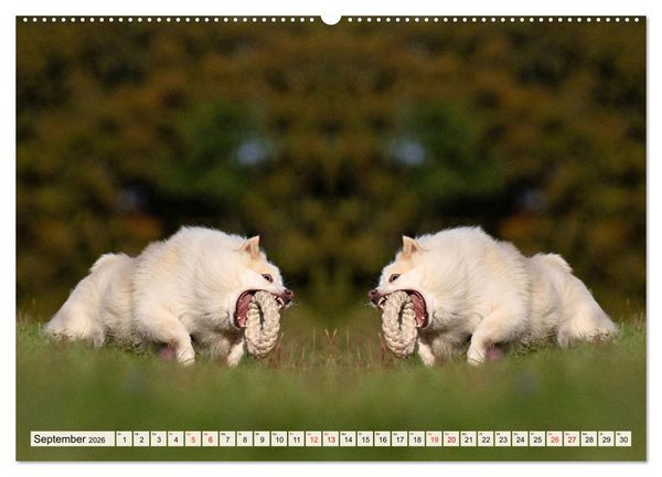 Produktbild: Mit doppelter Power durch das Jahr (hochwertiger Premium Wandkalender 2026 DIN A2 quer), Kunstdruck in Hochglanz