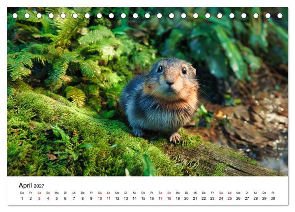 Produktbild: Lemminge - Kleine Helden der Tundra (Tischkalender 2027 DIN A5 quer), CALVENDO Monatskalender
