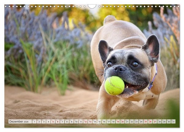 Produktbild: Bullys in Action - Franz&ouml;sische Bulldoggen lieben B&auml;lle (Wandkalender 2026 DIN A3 quer), CALVENDO Monatskalender