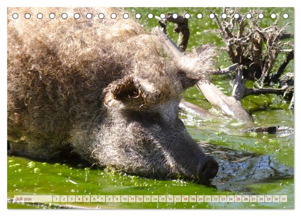 Produktbild: Tierische Schweinerei (Tischkalender 2026 DIN A5 quer), CALVENDO Monatskalender