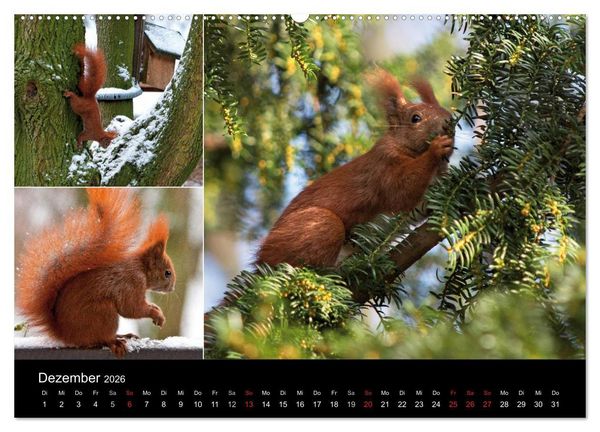 Produktbild: Wilde Eichh&ouml;rnchenwelt! (hochwertiger Premium Wandkalender 2026 DIN A2 quer), Kunstdruck in Hochglanz