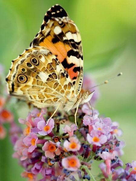 Produktbild: Distelfalter auf Sommerflieder (Puzzle)