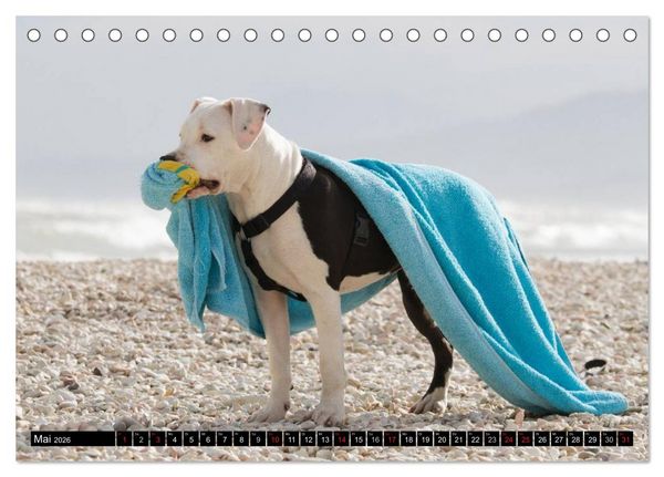 Produktbild: Pit Bull und Co. - Geliebt, gef&uuml;rchtet, missverstanden (Tischkalender 2026 DIN A5 quer), CALVENDO Monatskalender
