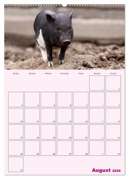 Produktbild: Schweinischer Terminplaner (Wandkalender 2026 DIN A2 hoch), CALVENDO Monatskalender