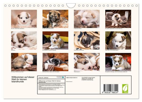 Produktbild: Willkommen auf dieser Welt ihr kleinen Islandhunde (Wandkalender 2027 DIN A4 quer), CALVENDO Monatskalender