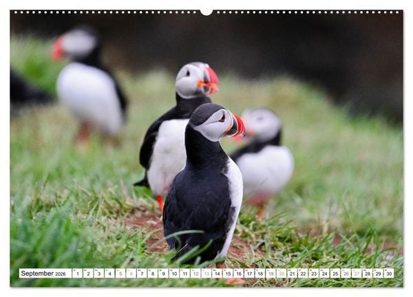 Produktbild: Islands Papageientaucher (hochwertiger Premium Wandkalender 2026 DIN A2 quer), Kunstdruck in Hochglanz