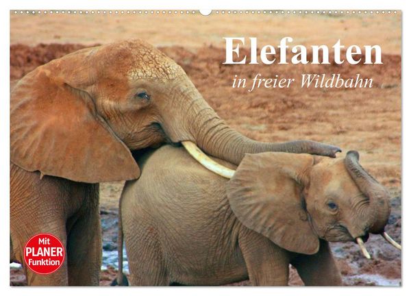 Produktbild: Elefanten in freier Wildbahn (Wandkalender 2026 DIN A2 quer), CALVENDO Monatskalender