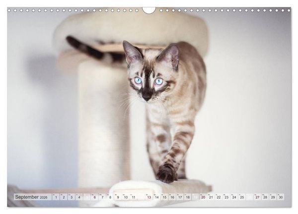 Produktbild: Wildes Wohnzimmer - Die Bengalkatze (Wandkalender 2026 DIN A3 quer), CALVENDO Monatskalender