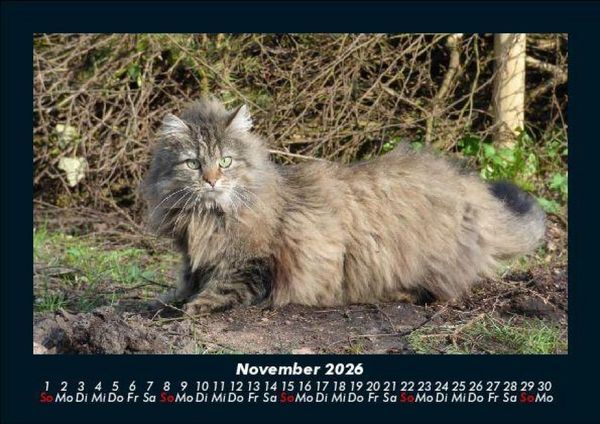 Produktbild: F&uuml;r Katzenfreunde 2026 Fotokalender DIN A5