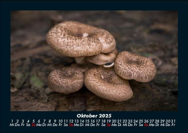 Produktbild: Pilzkalender 2025 Fotokalender DIN A5