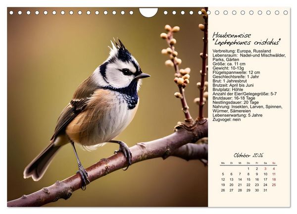 Produktbild: Meisen richtig erkennen (Wandkalender 2026 DIN A4 quer), CALVENDO Monatskalender