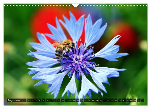 Produktbild: Farbtupfer auf sommerlichen Feldern - Mohn und Kornblumen (Wandkalender 2026 DIN A3 quer), CALVENDO Monatskalender