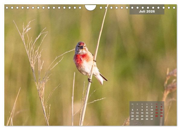 Produktbild: Naturparadies Nordstrand und Beltringharder Koog (Wandkalender 2026 DIN A4 quer), CALVENDO Monatskalender