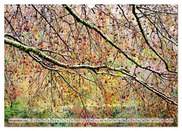 Produktbild: Au c&oelig;ur de la for&ecirc;t (Calendrier mural 2026 DIN A3 vertical), CALVENDO calendrier mensuel