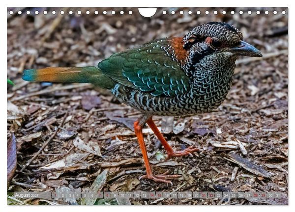 Produktbild: Wildnis Madagaskar (Wandkalender 2027 DIN A4 quer), CALVENDO Monatskalender