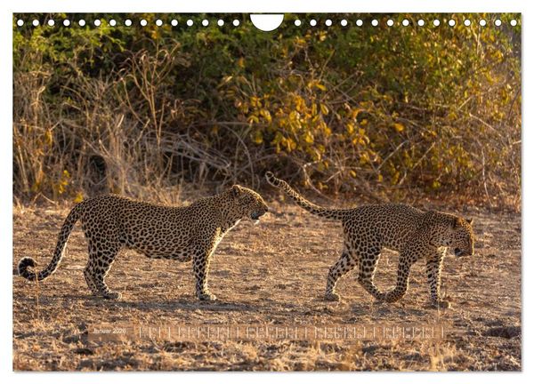 Produktbild: Sambias gro&szlig;artige Tierwelt (Wandkalender 2026 DIN A4 quer), CALVENDO Monatskalender