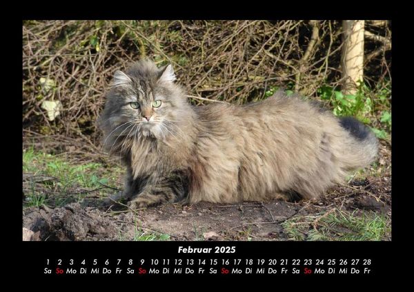 Produktbild: F&uuml;r Katzenfreunde 2025 Fotokalender DIN A3