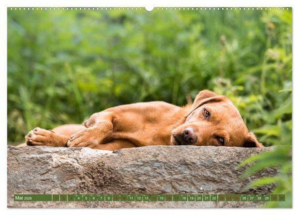 Produktbild: Labrador Trio - 3 Farben, 3 Freunde (hochwertiger Premium Wandkalender 2026 DIN A2 quer), Kunstdruck in Hochglanz