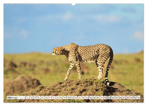 Produktbild: Faszinaton Afrika: Geparde (hochwertiger Premium Wandkalender 2026 DIN A2 quer), Kunstdruck in Hochglanz