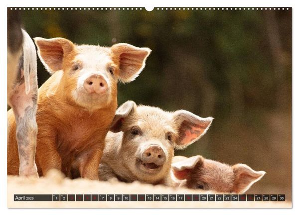 Produktbild: Korsika - s&uuml;&szlig;e, wilde Schweinchen (Wandkalender 2026 DIN A2 quer), CALVENDO Monatskalender