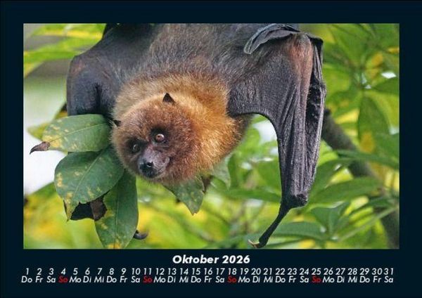 Produktbild: Tierkalender 2026 Fotokalender DIN A5