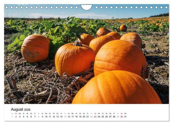 Produktbild: K&Uuml;RBIS KALENDER - Die sch&ouml;nsten K&uuml;rbisse des Jahres (Wandkalender 2026 DIN A4 quer), CALVENDO Monatskalender