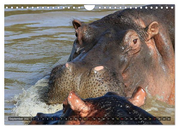 Produktbild: Hippos - Begegnungen in Afrika (Wandkalender 2026 DIN A4 quer), CALVENDO Monatskalender