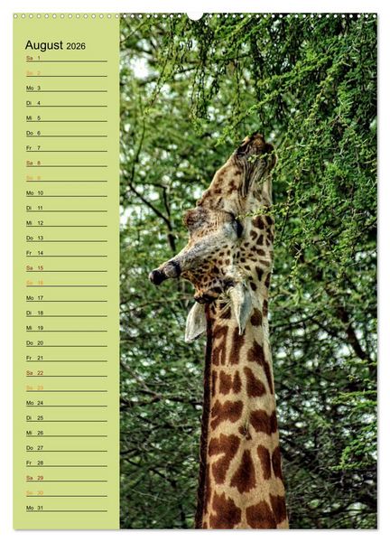 Produktbild: Giraffen. Voller Stolz und Grazie (hochwertiger Premium Wandkalender 2026 DIN A2 hoch), Kunstdruck in Hochglanz