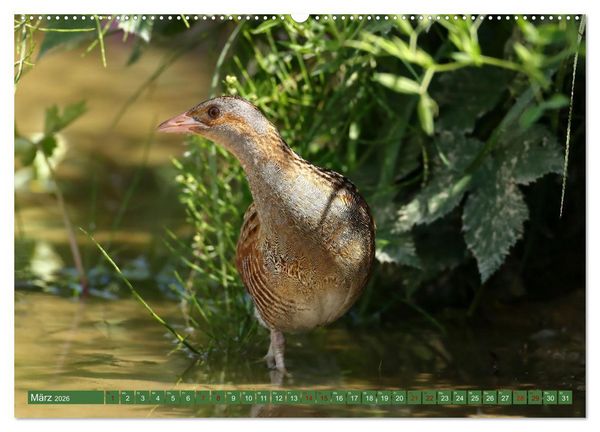 Produktbild: Der Wachtelk&ouml;nig (hochwertiger Premium Wandkalender 2026 DIN A2 quer), Kunstdruck in Hochglanz